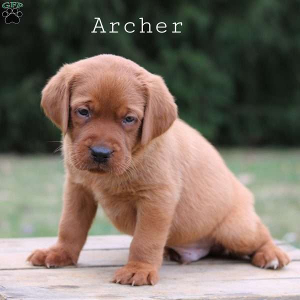 Archer, Fox Red Labrador Retriever Puppy